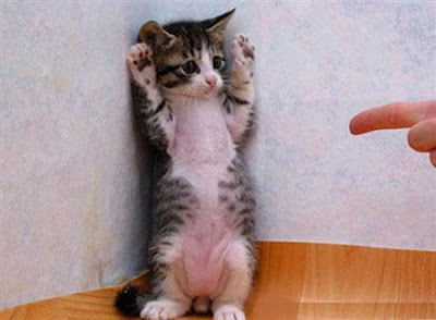 2012 Funny Pictures: Cute Funny Cats