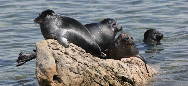 Focas y naturaleza