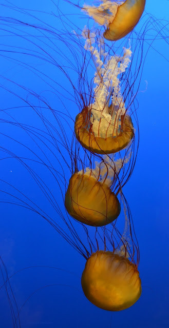 Four sea nettle jellyfish are stacked vertically.