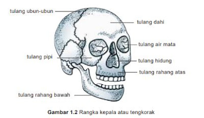 Kerangka Kepala Manusia