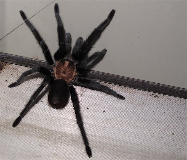 Tarantulas In Texas. Texas when this tarantula