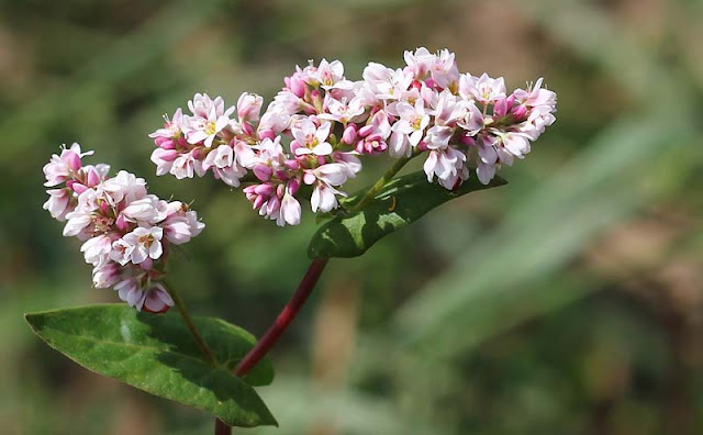 Buckwheat Flowers Pictures