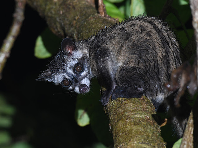 Common Palm Civet - Paradoxurus musangus