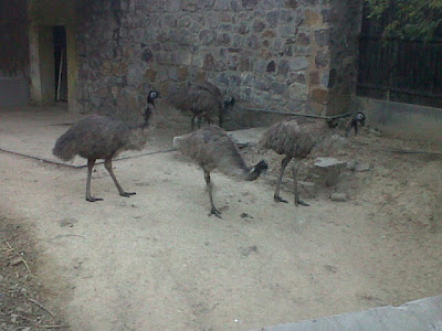 Emu in Delhi Zoo