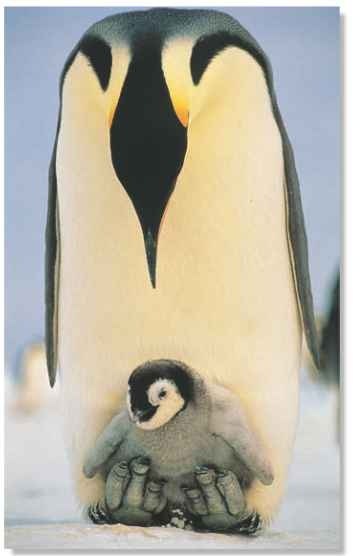 Emperor Penguin (Birds)