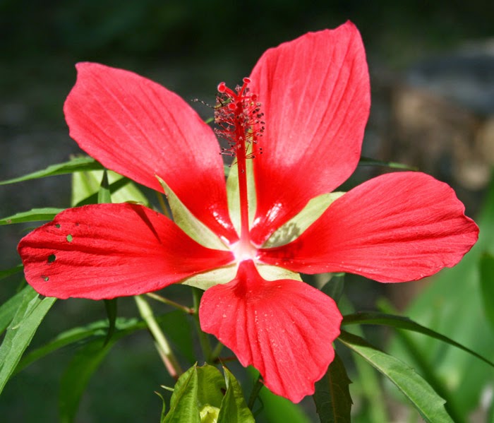 Florida Survival Gardening: Scarlet Rose Mallow: A ...