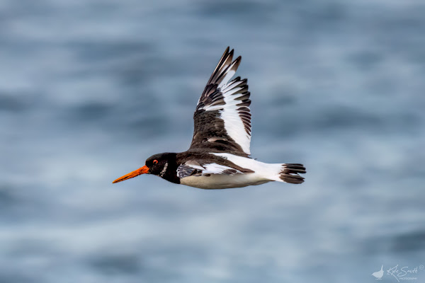 Oystercatcher