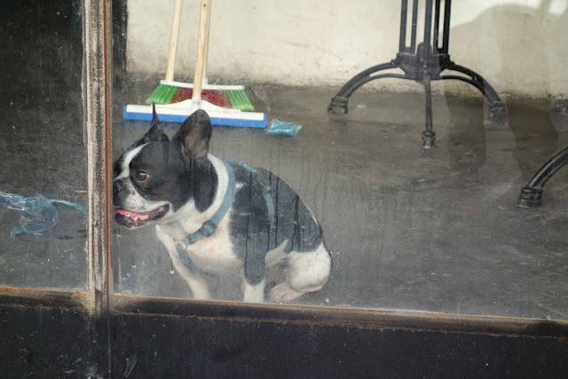 Le chien qui attendait son maître un jour de Shabbat à Jerusalem