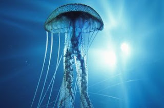 immortal jellyfish, jellyfish, turritopsis dohrnii, immortal creature