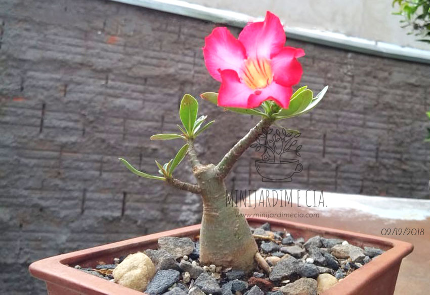 Como Cultivar Rosa Do Deserto Adenium Sp E Fazer Florescer