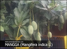 Klasifikasi Dan Morfologi Tanaman Mangga (Mangifera Indica)