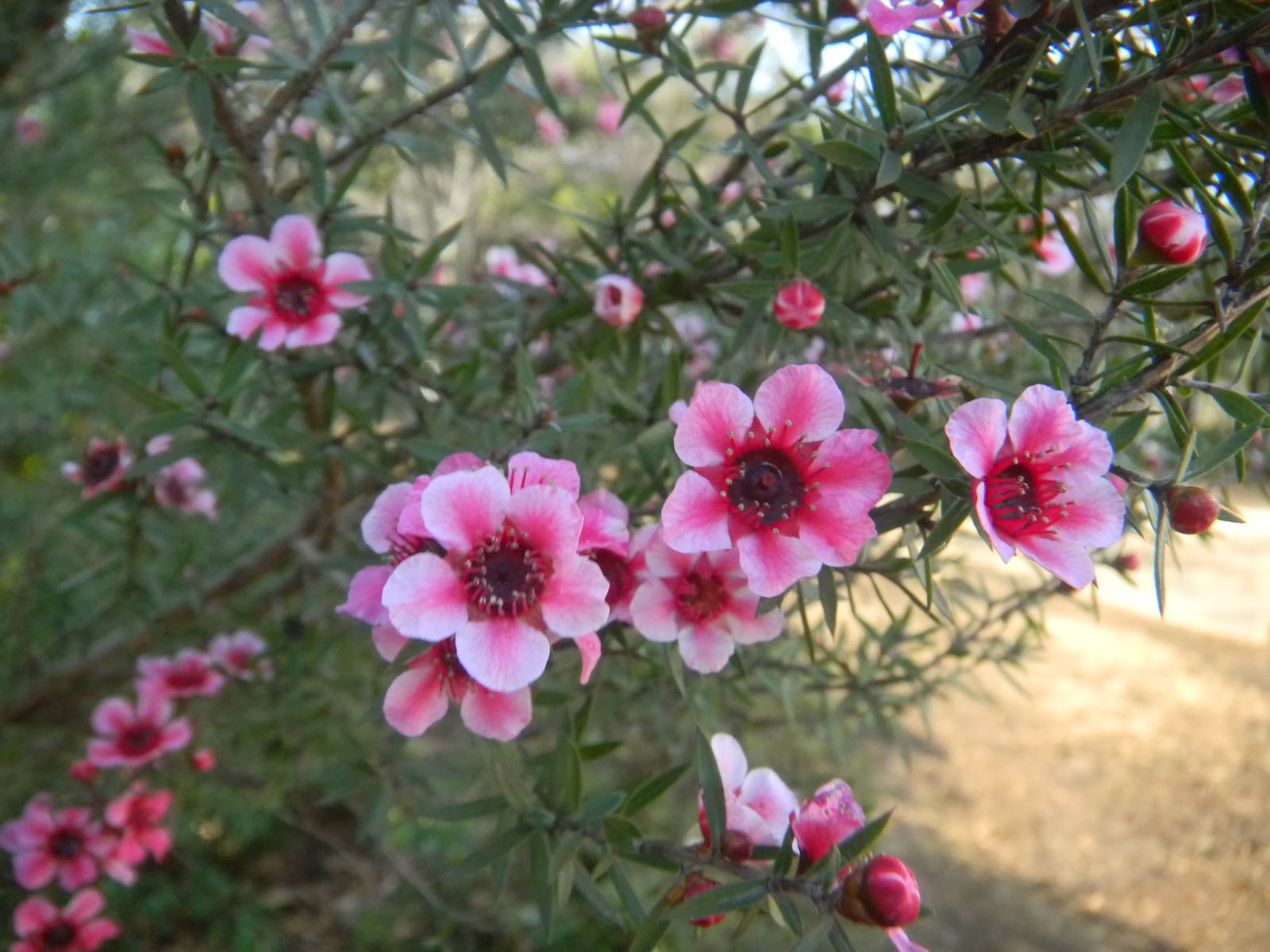 花 花 花 ギョリュウバイ