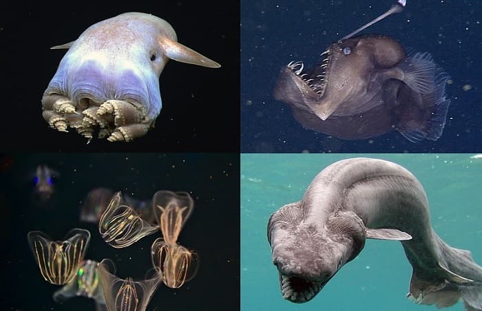 How Deep is the Ocean? The Unique Looking Deadly Creatures in the depth of Ocean