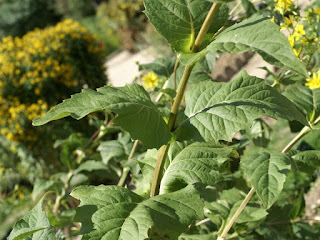 Silphe perfolié - Silphium perfoliatum - Plante bain d'oiseau 