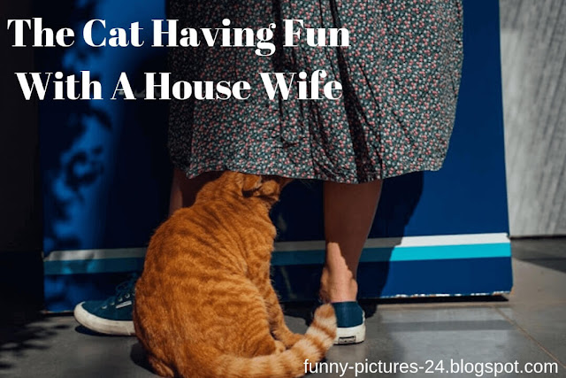 [OMG] The Best FUNNY PICTURES Ever! Funny Cat and house Wife