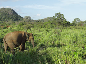 An elephant portrait from Minneriya National Park, Srilanka