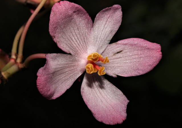Begonia laminariae