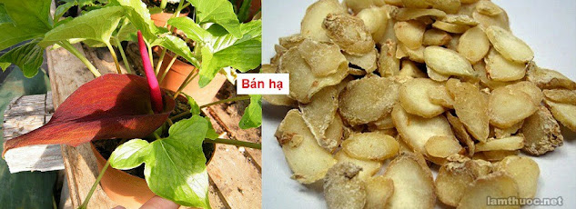 SỔ TAY CÂY THUỐC VÀ VỊ THUỐC ĐÔNG Y - BÁN HẠ