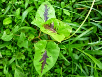 Leaves of Rasa Thal Kola (Purple heart Morning Glory)