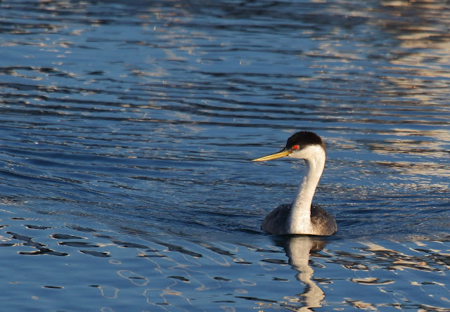 Western Grebe, San Diego Bay.