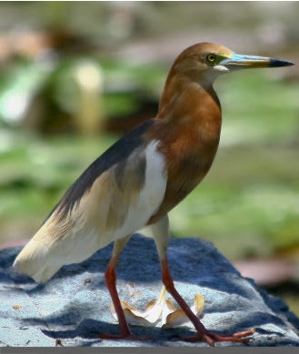 burung blekok 