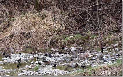 Red-wings drinking and bathing