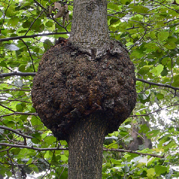 diseases and pests of willow