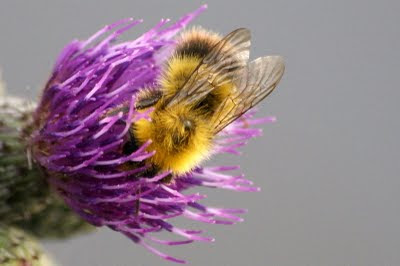 Weidehommel - Greideholder - Bombus pratorum