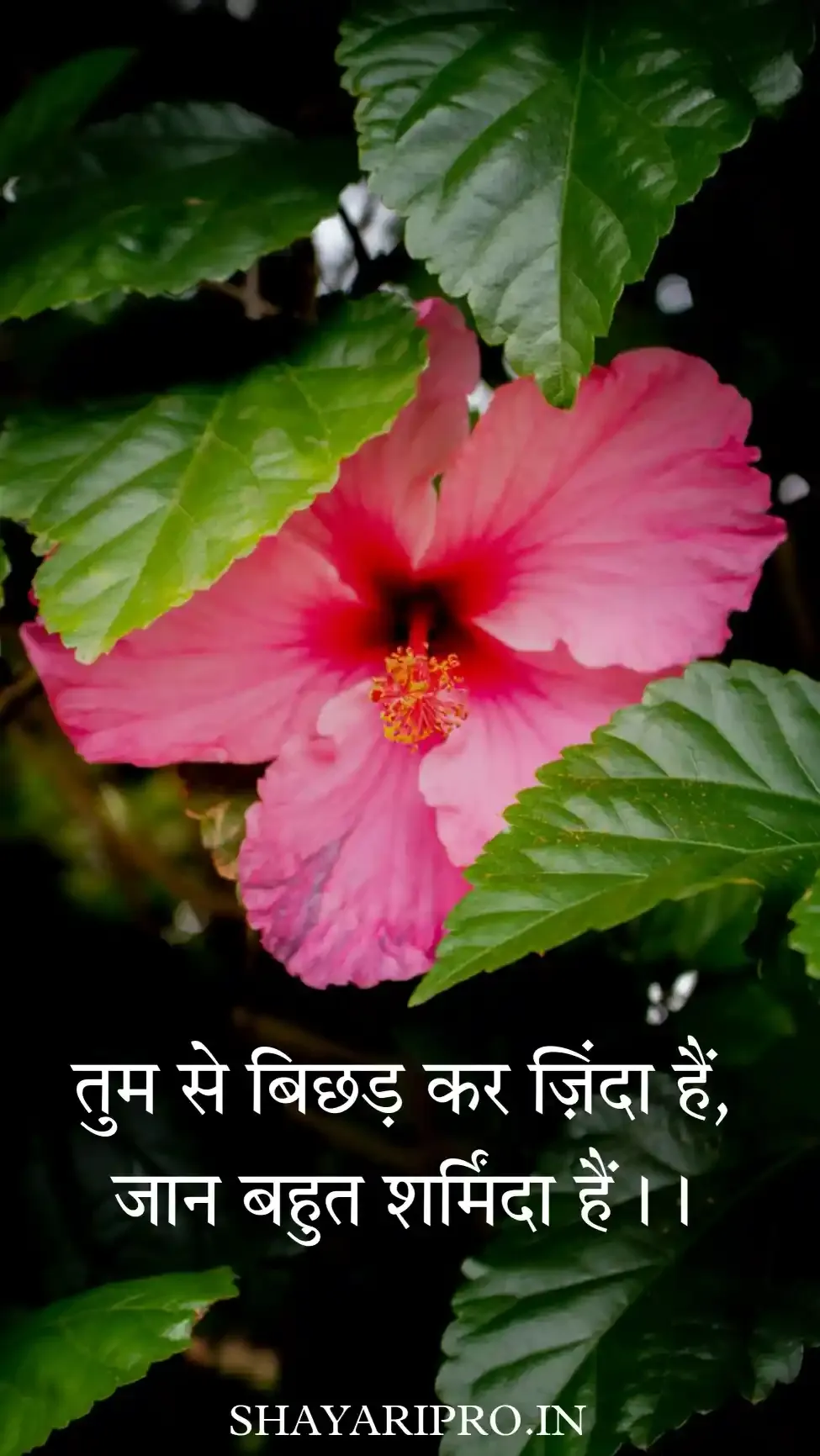 Heart touching love shayari in hindi with images