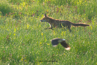 Wildlifefotografie Lippeaue Olaf Kerber Rotfuchs