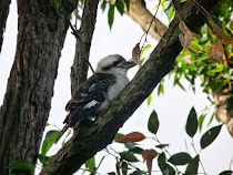 La Coocaburra