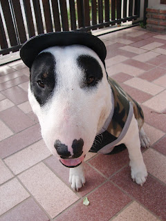 Bull Terrier Soldier Gallory : น้องหมา ในชุด ทหาร ออกศึก