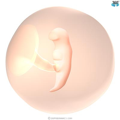 images of 5 week fetus. So here is the week 5 update