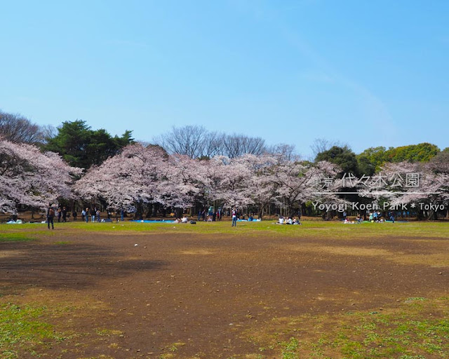 代々木公園の桜