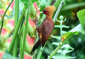 Chestnut colored Woodpecker