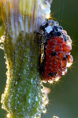 Wet Ladybug