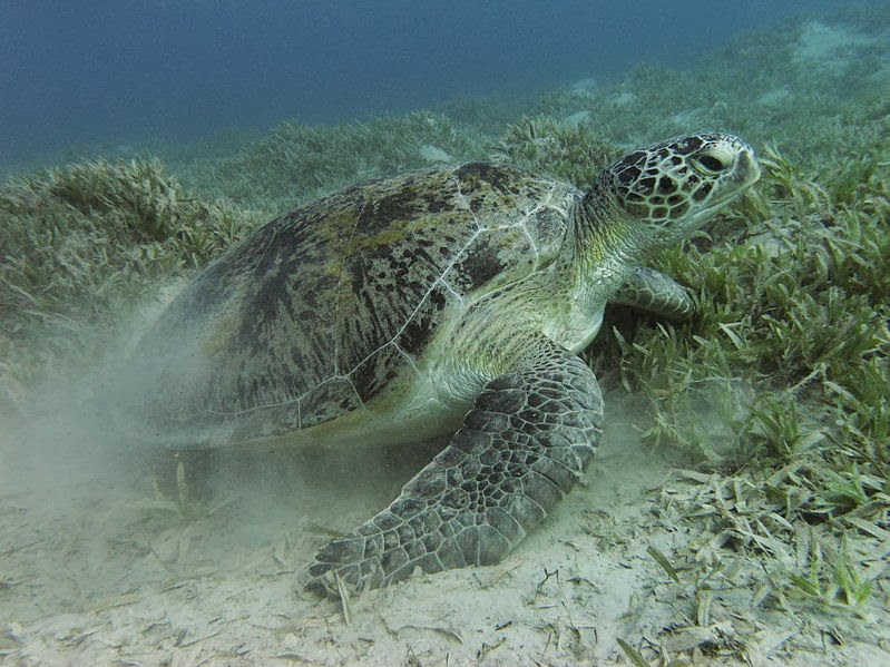 penyu hijau (Chelonia mydas)