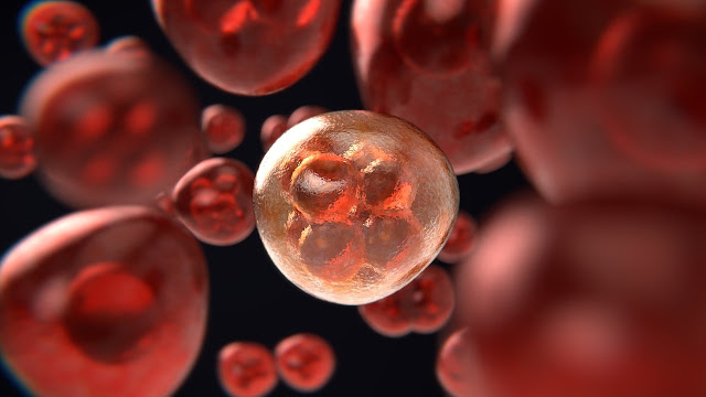 Las estructuras se cultivan a partir de células madre, en lugar de óvulos y espermatozoides. curiosciencia