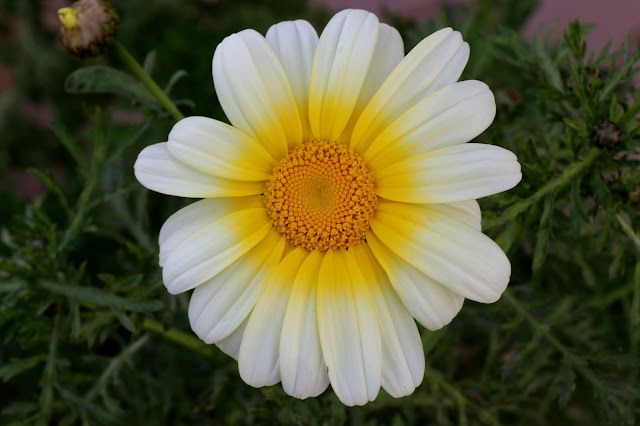White Marguerite Daisy Flower by Photo Blogger