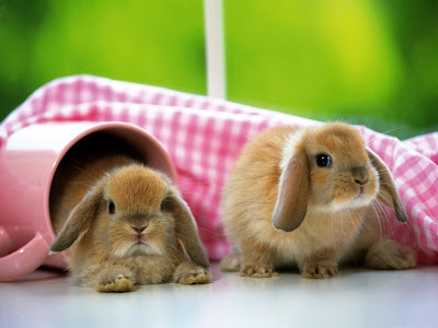 Cute Rabbit Normal Resolution HD Wallpaper 11