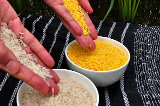 Golden_Rice.jpg