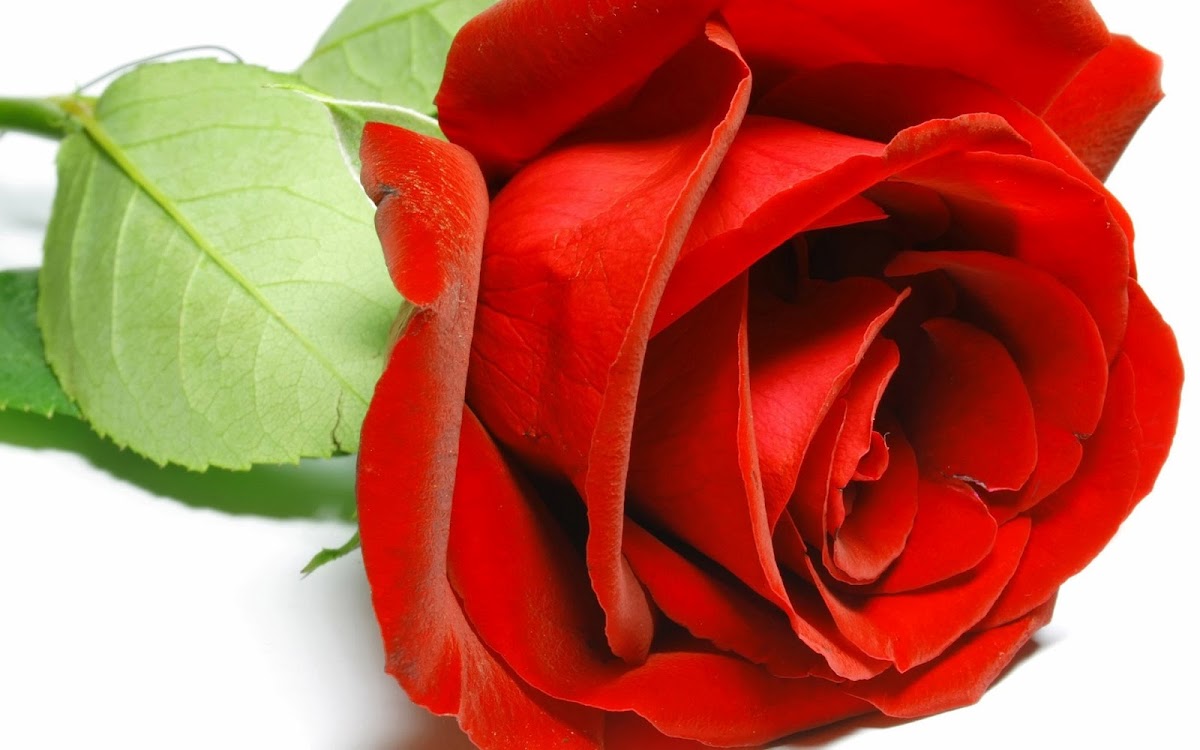 Red Rose Macro Shoot Widescreen Wallpaper