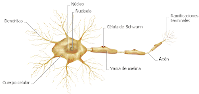 Ilustración de la neurona indicando sus partes 