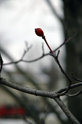 little tree with a bud