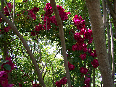 roses in a thicket