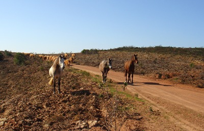 AWW Wild horses wouldn't drag me