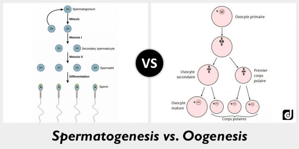 Perbedaan Spermatogenesis  dan Oogenesis Nyontex com