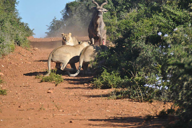 Wild Buck vs African Lions