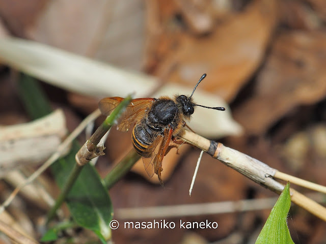 シマコンボウハバチ？