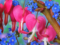 http://flowerwallpapers-new.blogspot.com/p/flower51.html